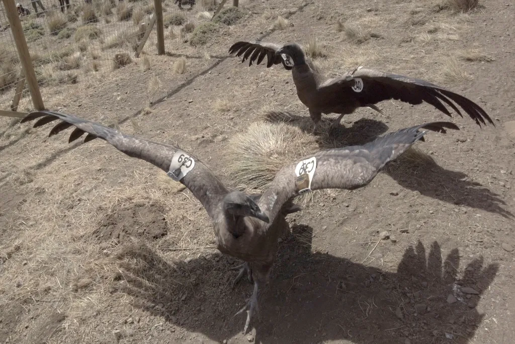 Megmentett kondorkeselyűk bontogatják szárnyaikat a chilei Andokban, galéria, 2022 