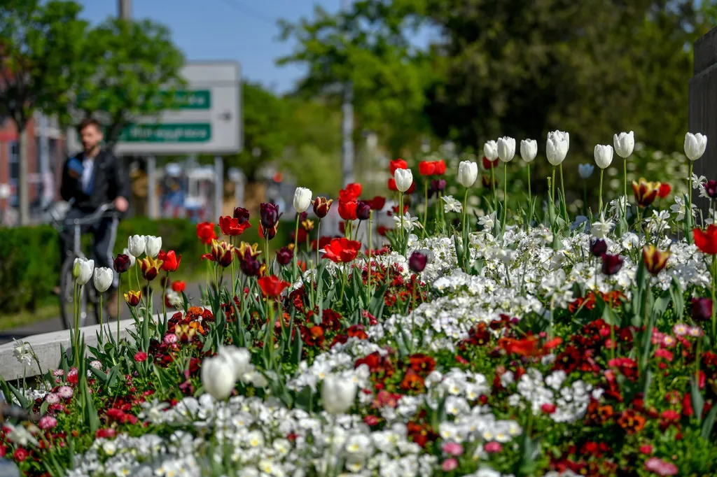 Virágba borult Debrecen, debrecen 