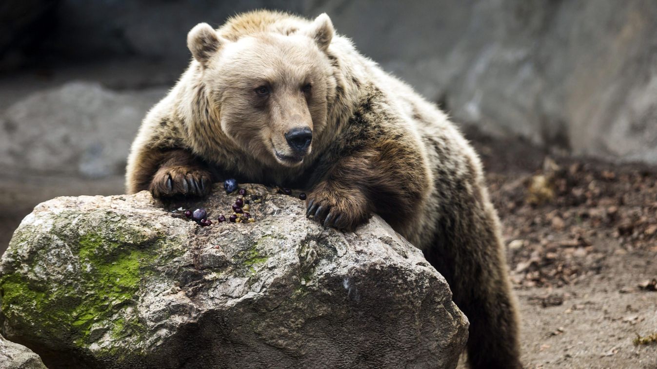 News, Hosszú telet jósoltak a medvék a budapesti állatkertben 