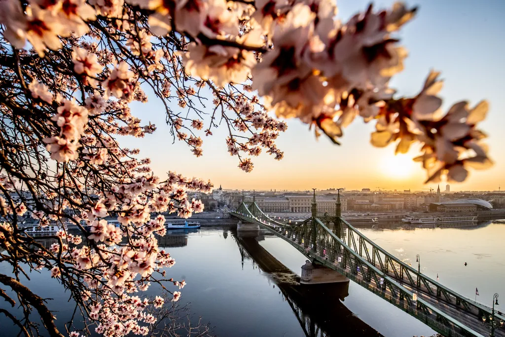 tavasz, virágzás, Gellért-hegy, Budapest, március, reggel 