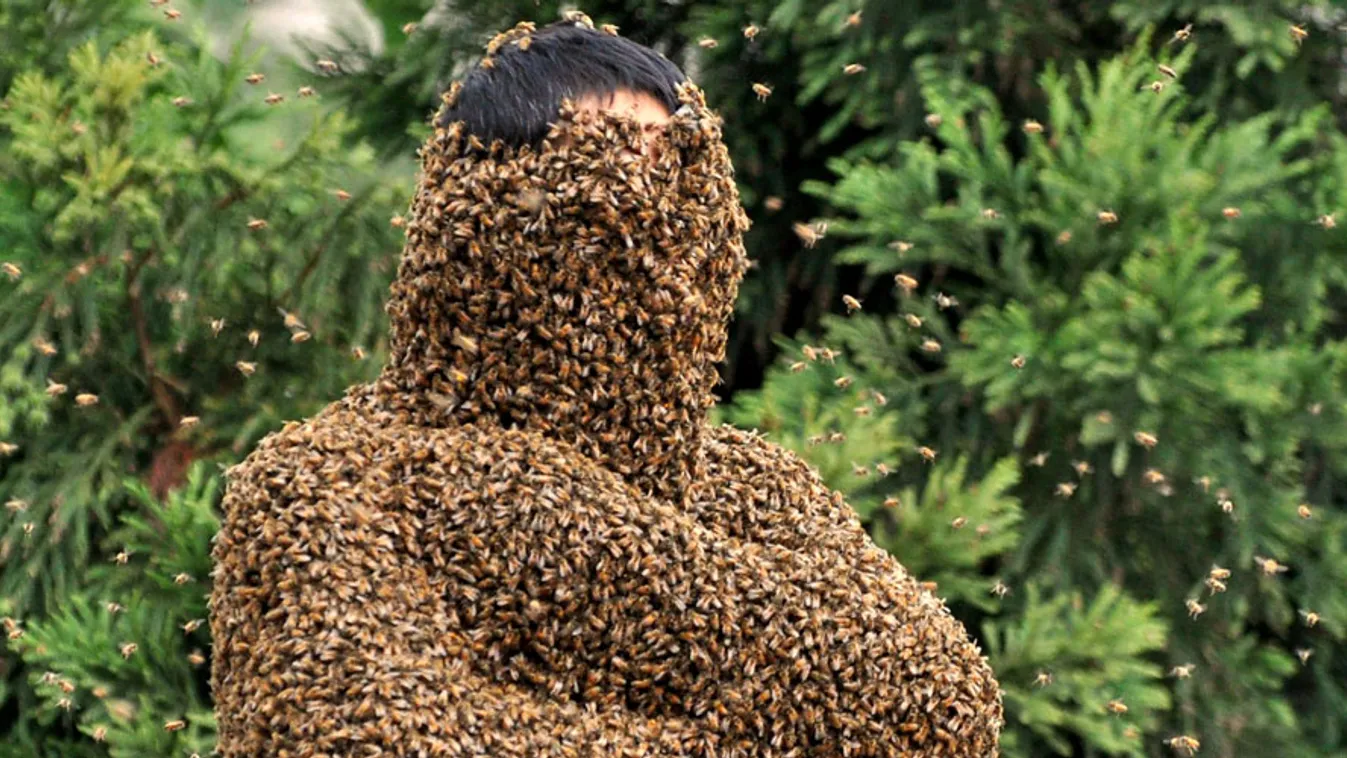 méhek a városban, városi méhészet, Wang Dalin kínai méhész rekordkísérlete