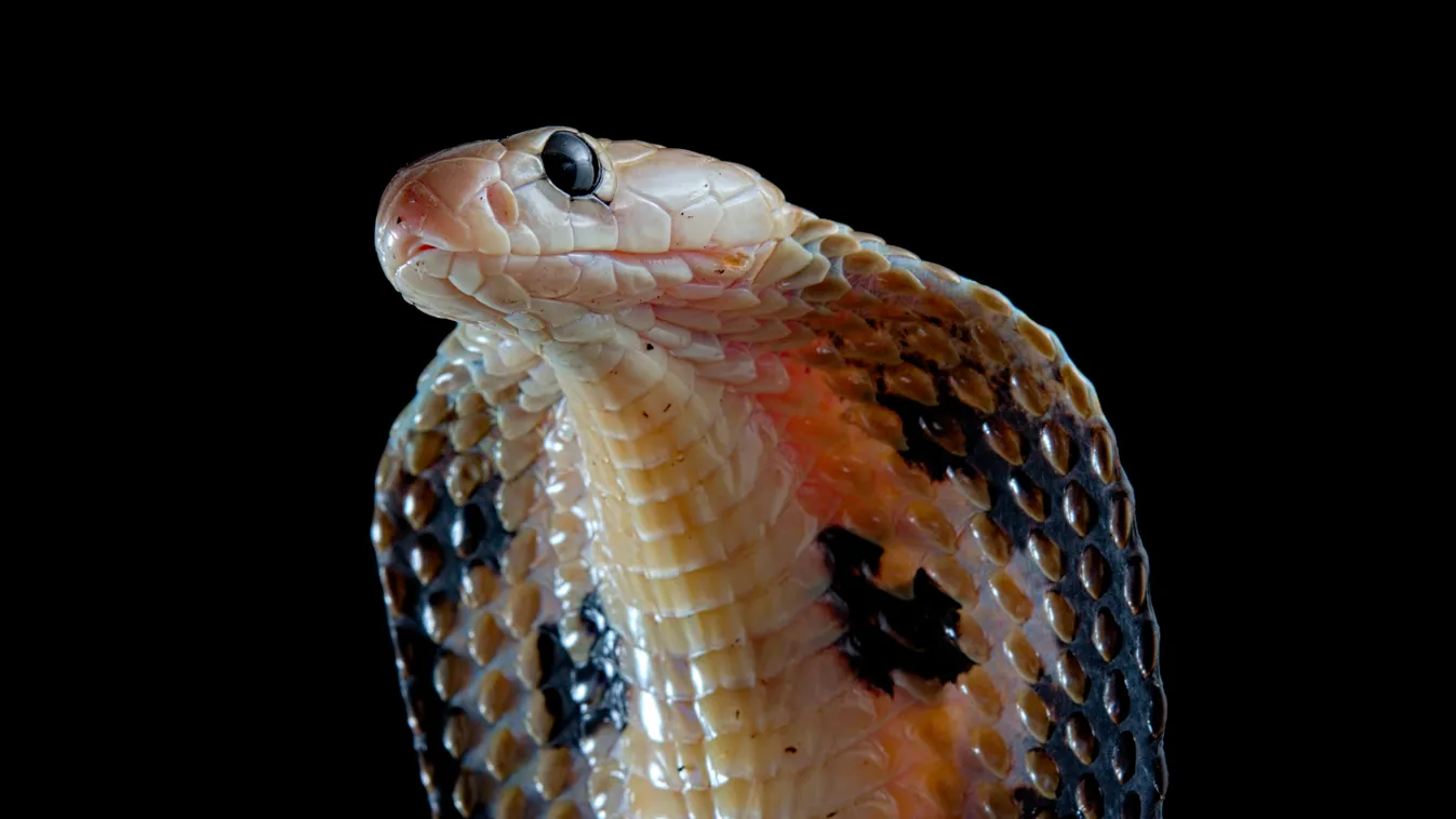 pápaszemes kobra, indiai kobra, Indian cobra (Naja naja) 