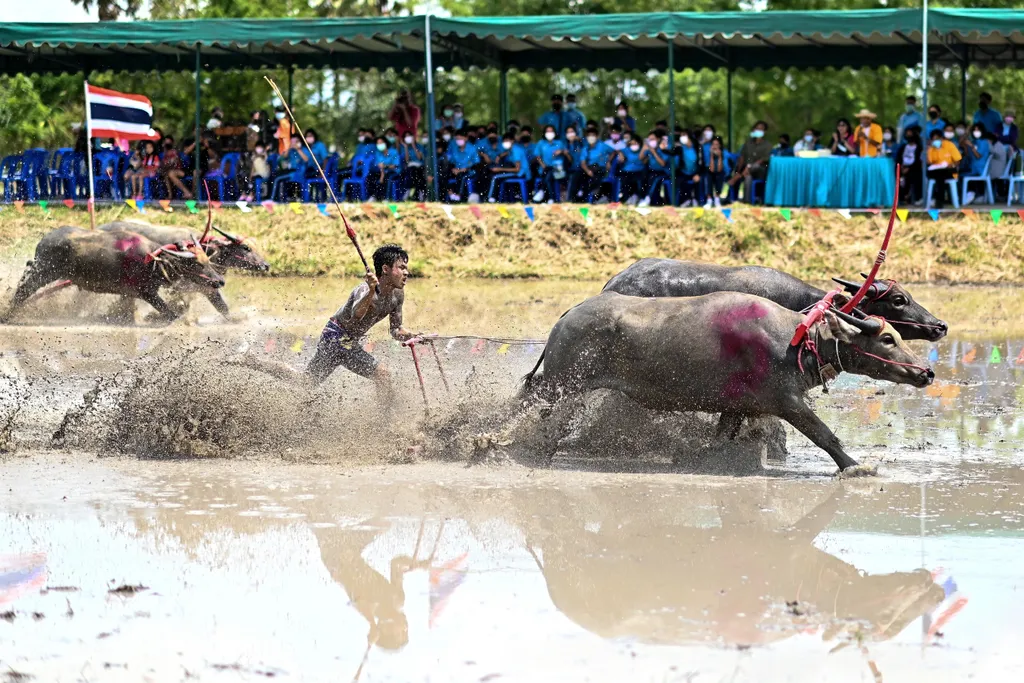 Bivalyversenyen a rizsültetési fesztiválon Chonburiban, bivalyverseny, rizsültetési fesztivál, Chonburi 