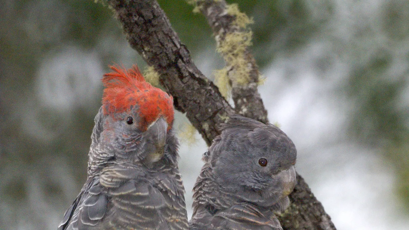 NSW Gang-gang Cockatoo SONY DSC 