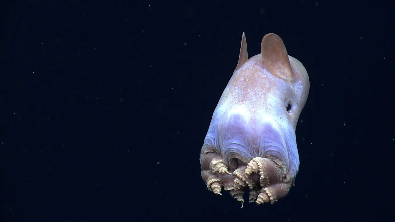 NOAA Okeanos Explorer Identified as the highlight of the cruise by many of our scientists and viewers alike, this dumbo octopus displayed a body posture that has never before been observed in cirrate octopods. 