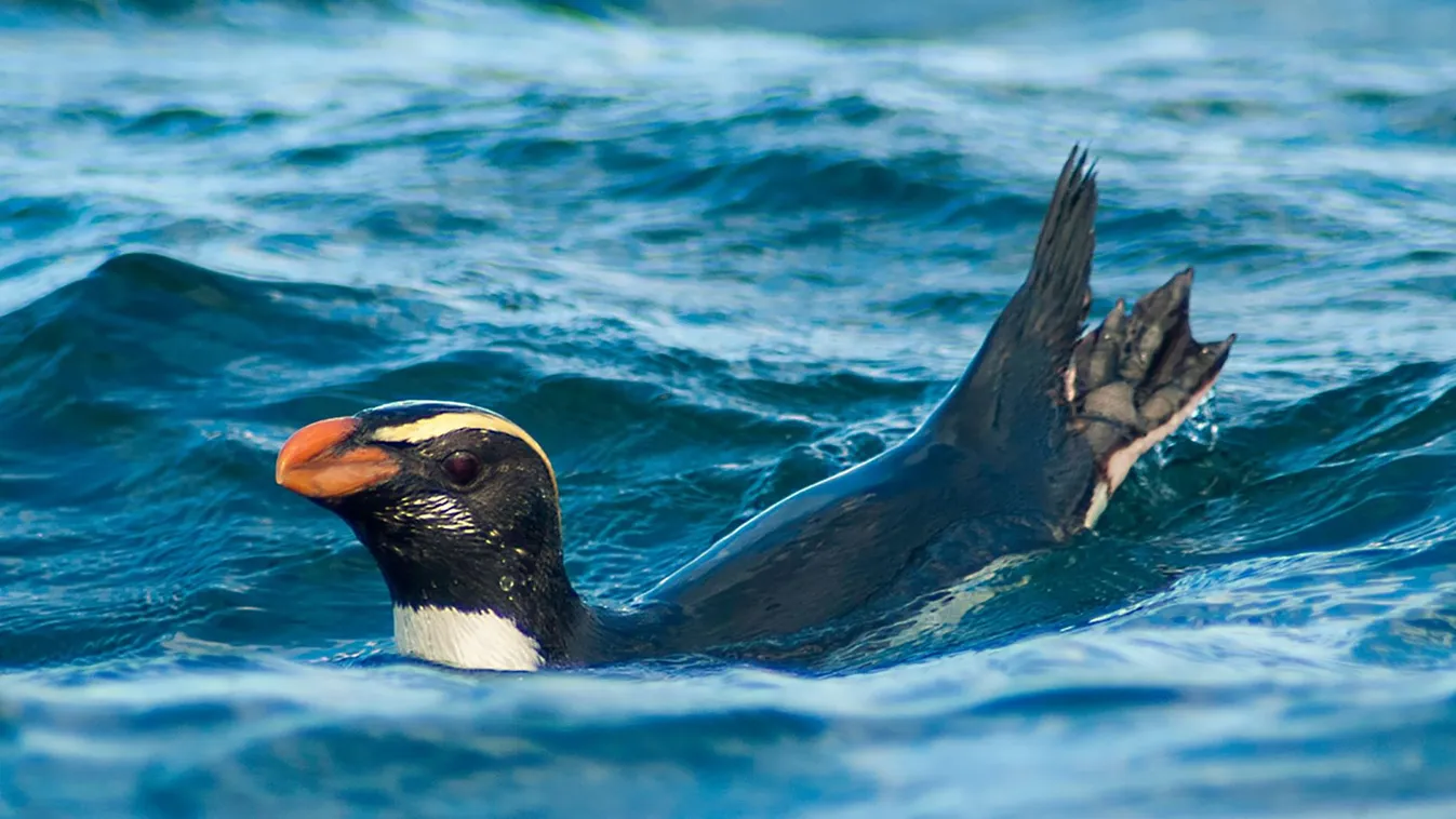 pingvin, fjordlandi pingvin 