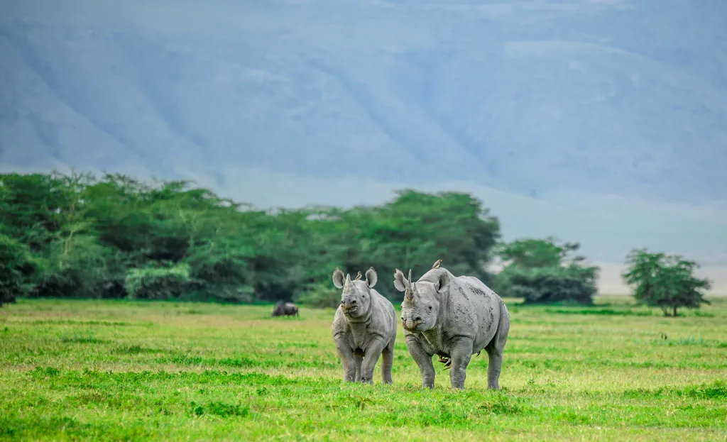 Ngorongoro kráter Tanzánia vadállat 