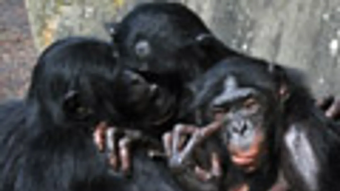 majom, bonobó, csimpánzok egy belgiumi állatkertben