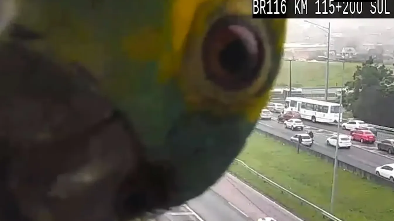 papagáj forgalomfigyelő kamera autópálya Brazília 