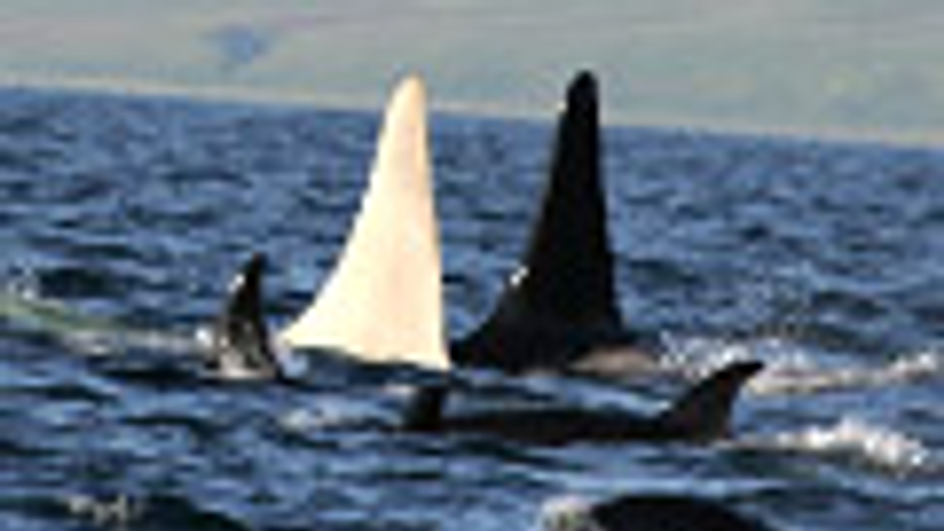 albínó orca, kardszárnyú delfin, gyilkos bálna