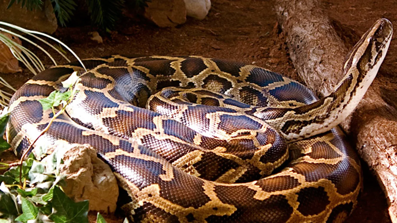 Burmai Piton, Python molurus bivittatus
