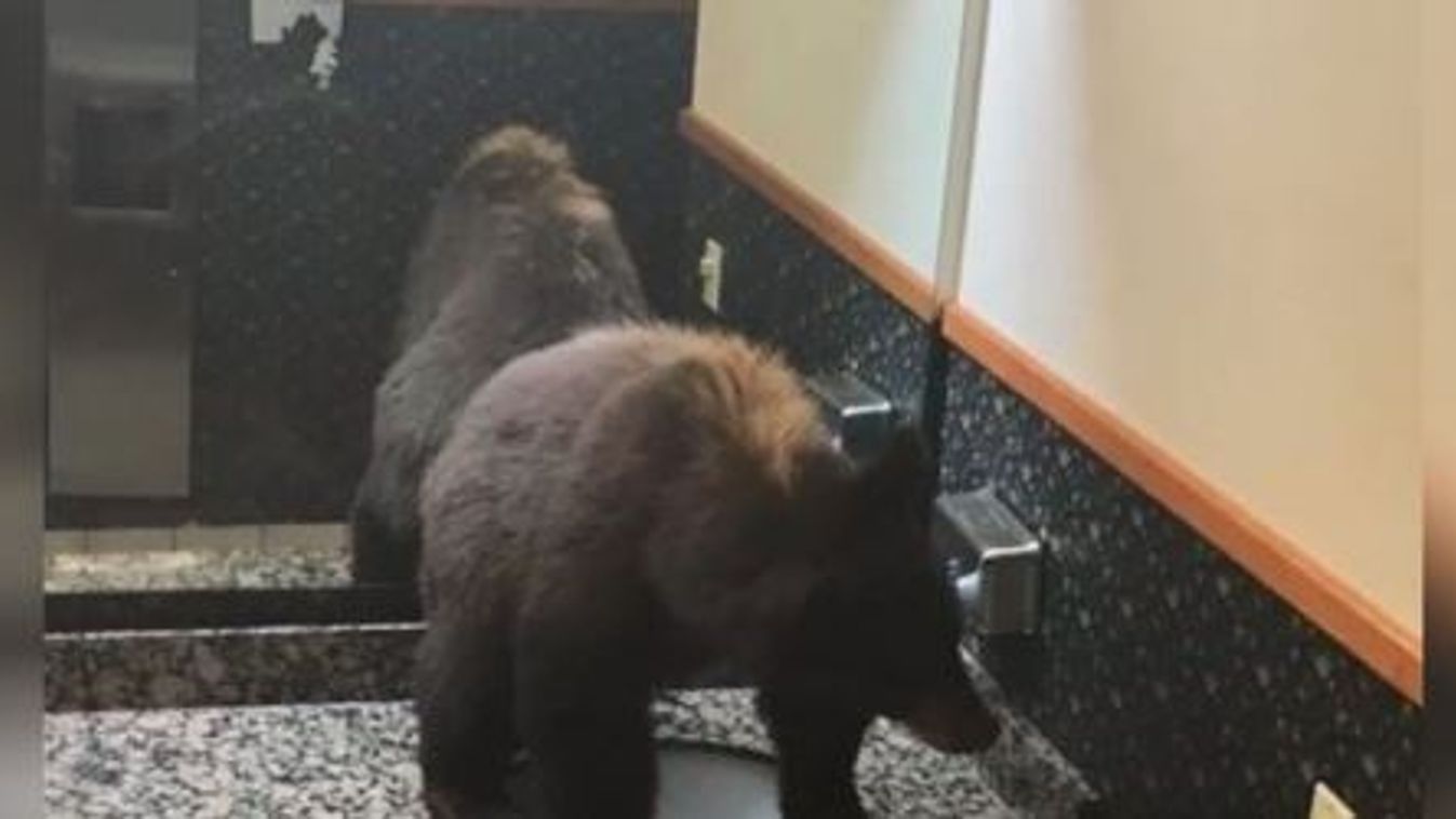 medve, fekete medve, hotel, mosdó 