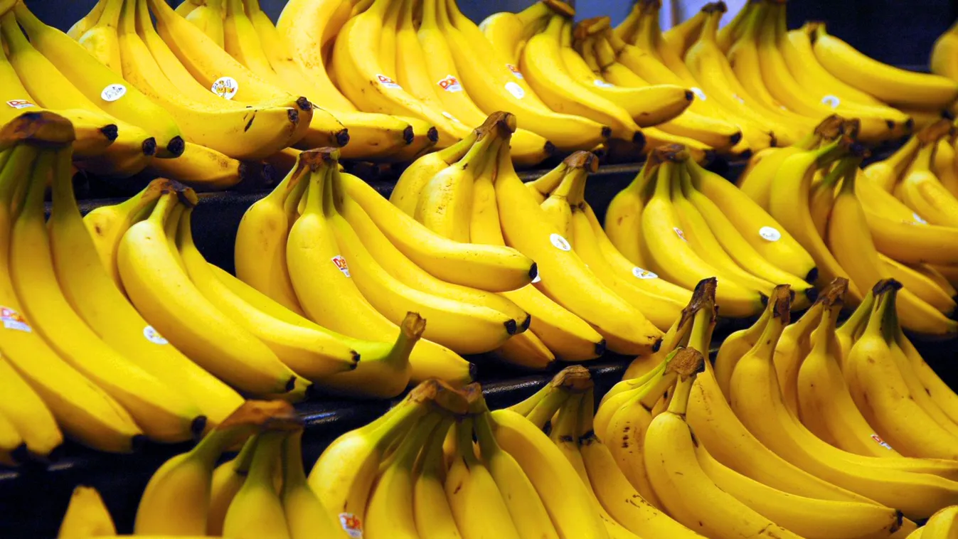banán, GMO 