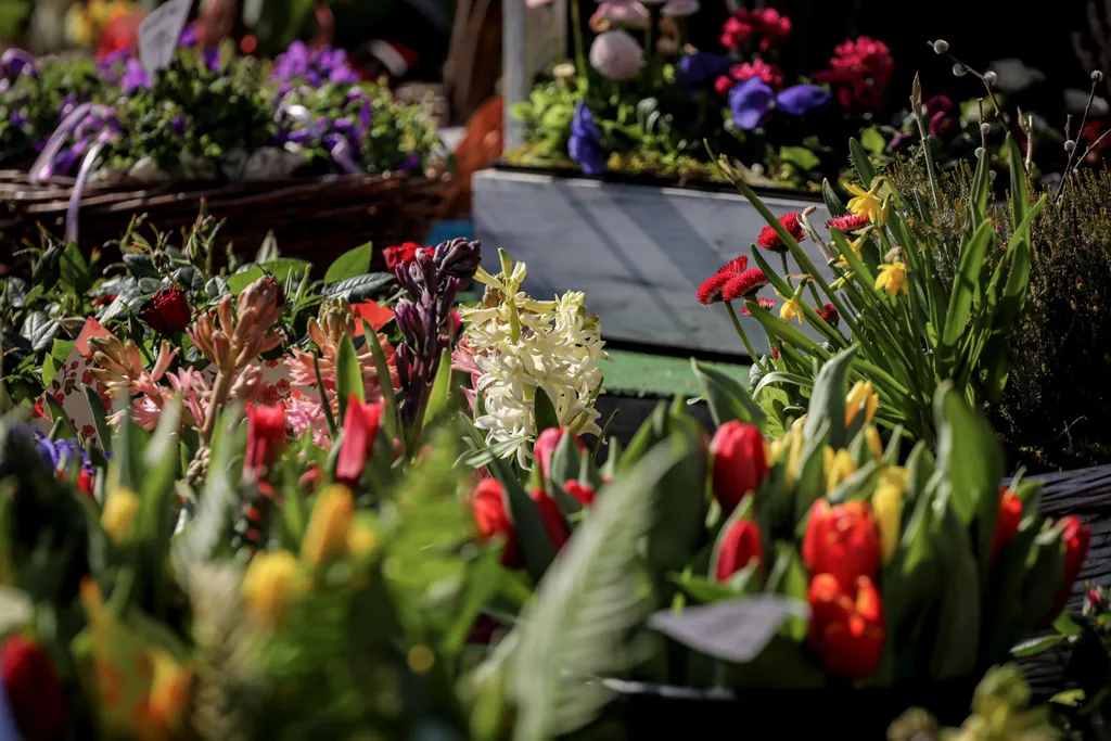 2021 március 8-án utolsó nap nyitvatartó virágbolt, a Brandt Virág Újpesten, virág, virágbolt, Nőnap, 2021 