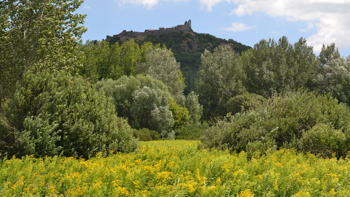 Aranyvessző, Solidago canadensis, invazív növény a Balaton partján; A szigligeti nádas helyét gyors ütemben veszi tájba nem illő populációja 