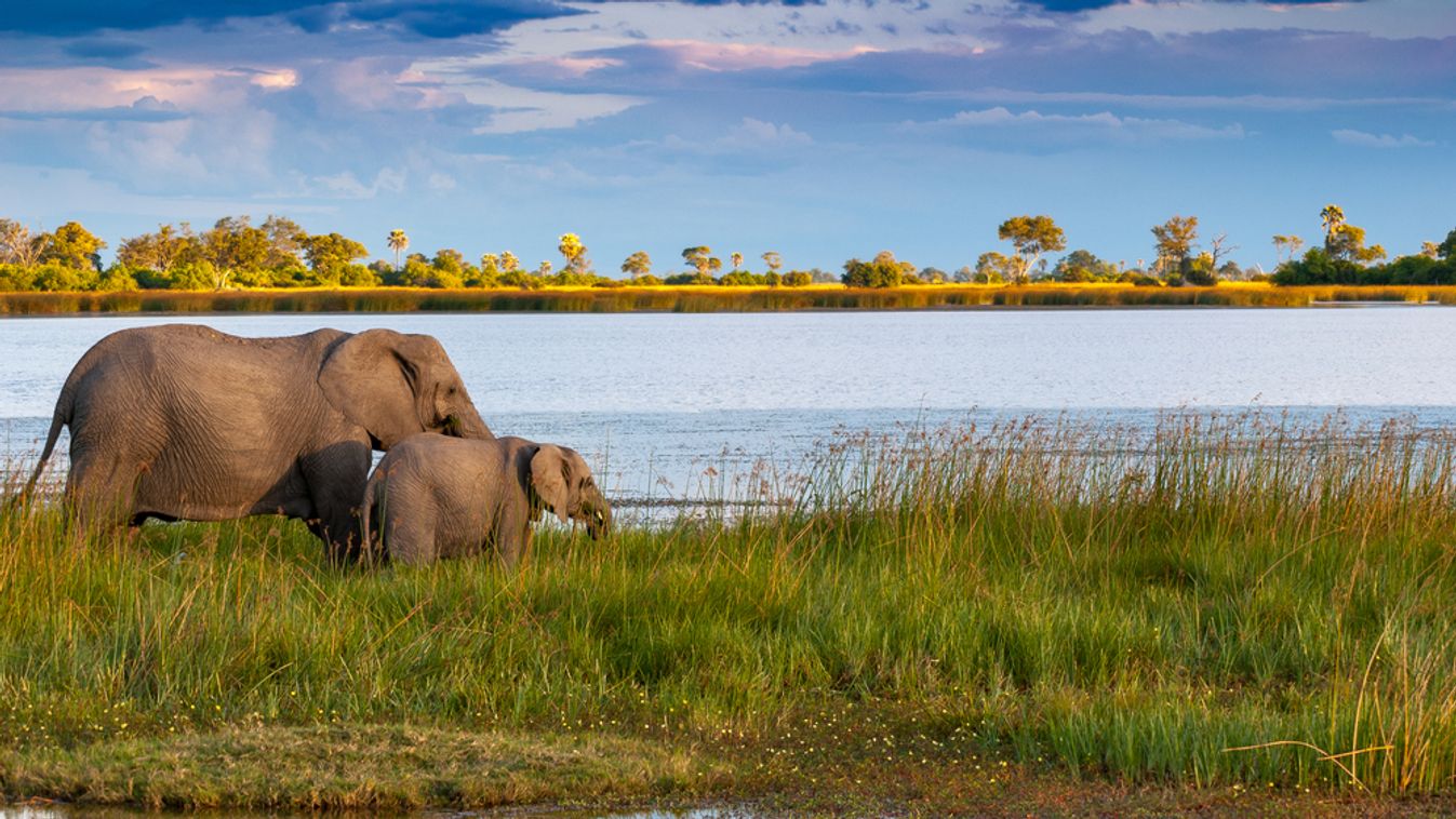 elefánt,Okavango-delta,afrika 