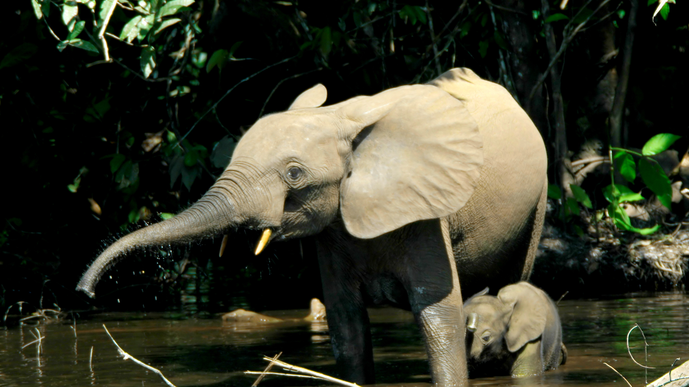 erdei elefánt, Afrika 