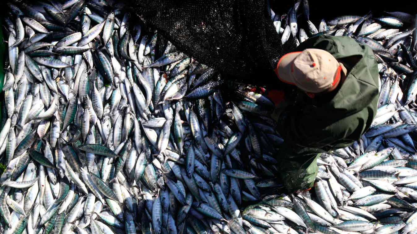 Török halász a fekete tengeren kifogott binitok tömegével, túlhalászás, kihaló halfajok 