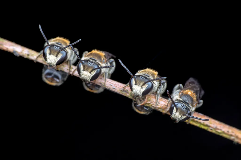Álomszuszik alvó méhe méhecske méhecskék 