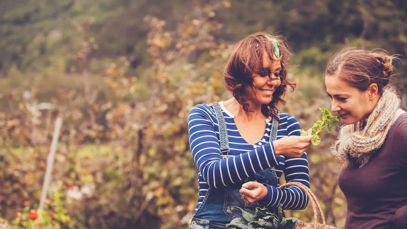 Two Women Enjoying in a Garden Single Flower Environmental Conservation Women Females Two People Copy Space Hobbies Vegetable Garden Organic Pumpkin Planting Gardening Mature Adult Adult Smelling Choosing Working Picking Harvesting Caucasian Ethnicity Act