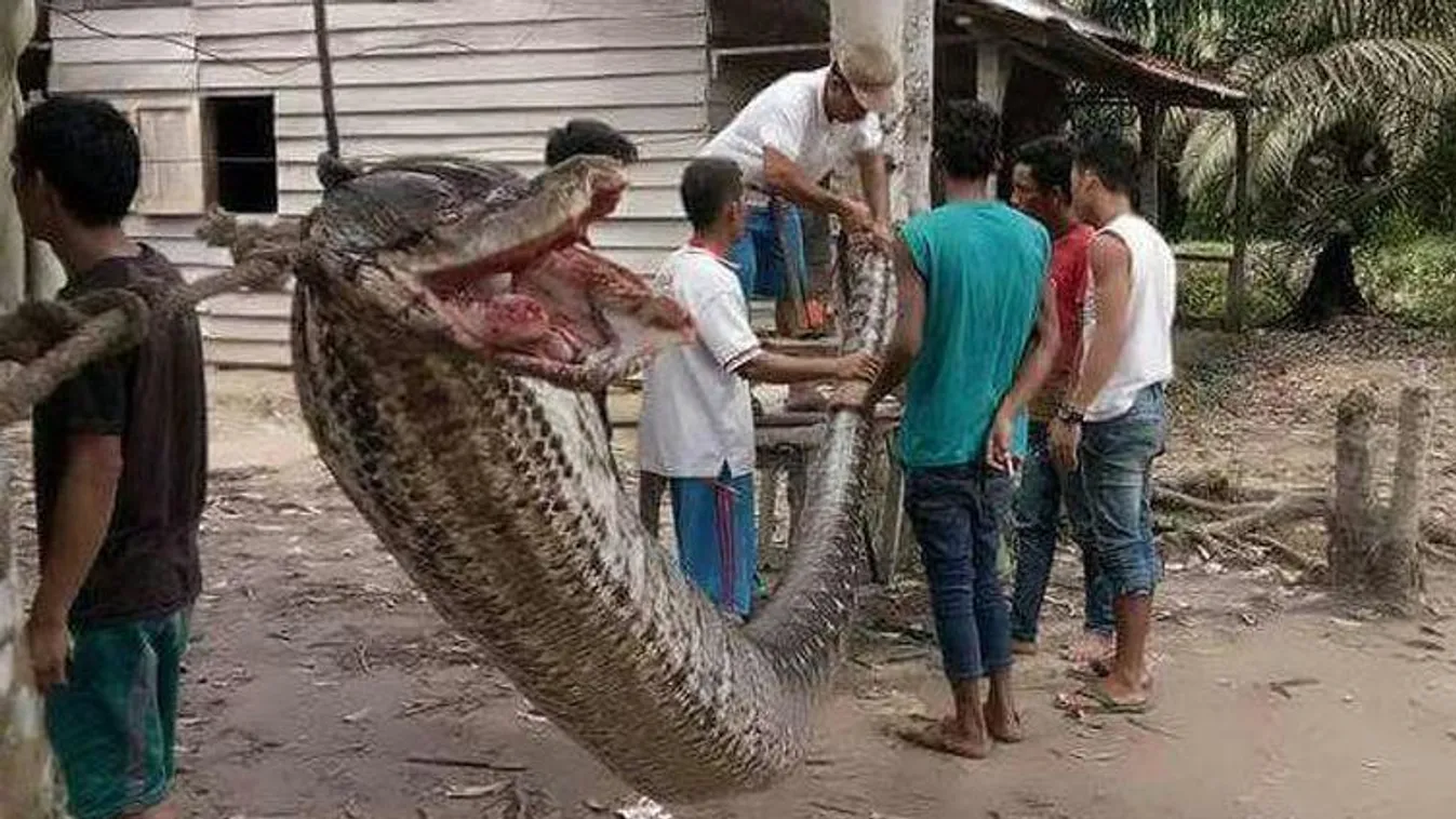 óriáskígyó, indonézia 