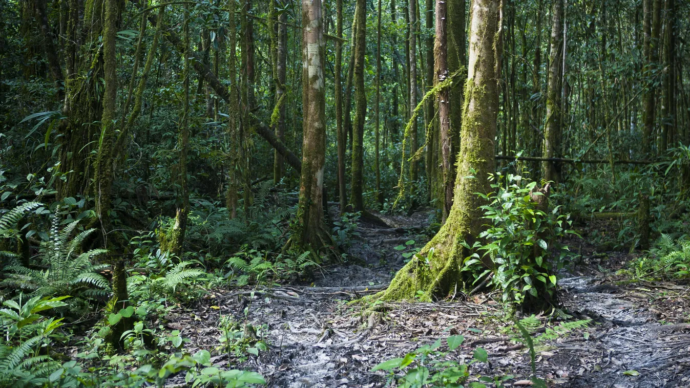 Papua Új-Guinea, esőerdő 