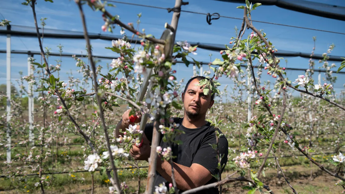 almafa ÉVSZAK fa gyümölcsfa kertészet metszés NÖVÉNY tavasz virágzó fa magyar mezőgazdaság Magyarország 
