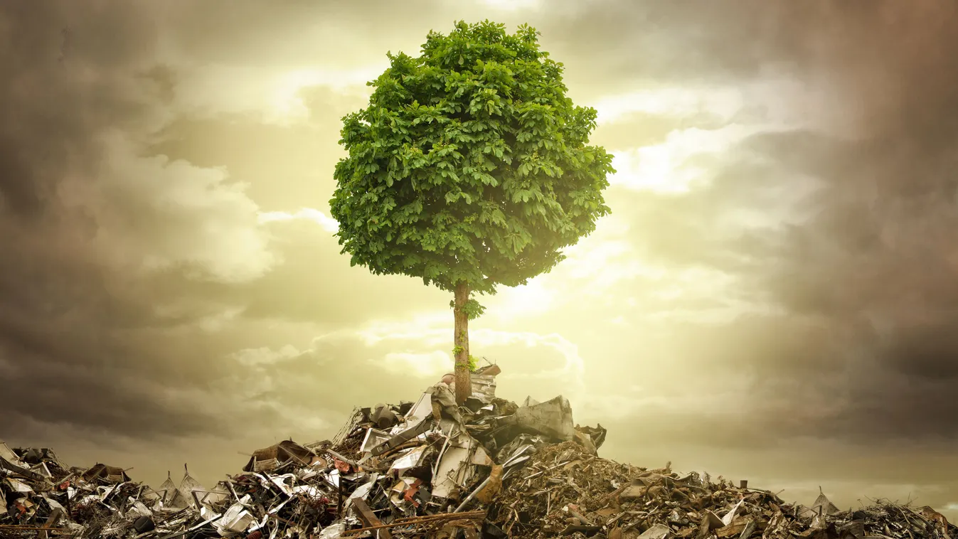 survive tree waste grow adaptable habitat landfill worlds end dirty nature conservation environmental protection environment plant thrive ecology organic recycling sustainability sustainable production produce throw away live living tree concept disposal 