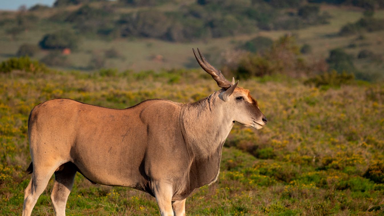 Common eland (Taurotragus oryx), also known as the southern eland or eland antelope. Eastern Cape. South Africa Taurotragus oryx Tragelaphus oryx Natural area Profile shot Day Taurotragus Eastern Cape Province Eland (Taurotragus oryx) Least Concern (IUCN)