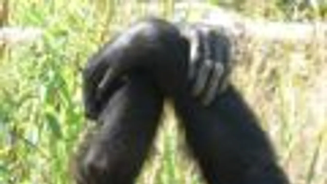 csimpánzok, kézfogás