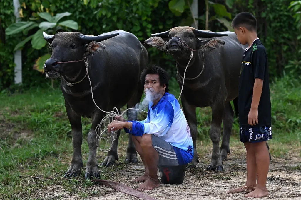 Bivalyversenyen a rizsültetési fesztiválon Chonburiban, bivalyverseny, rizsültetési fesztivál, Chonburi 