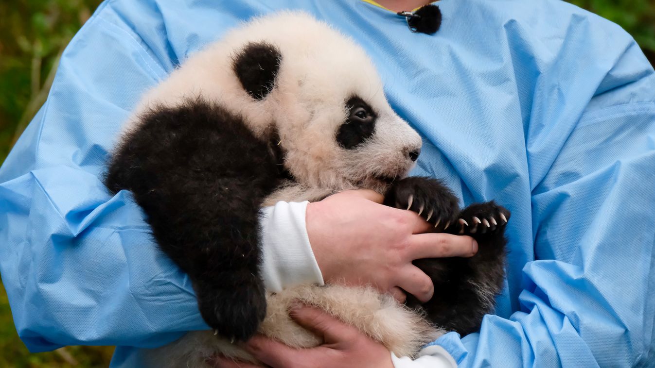 Belga óriás panda ikerek 