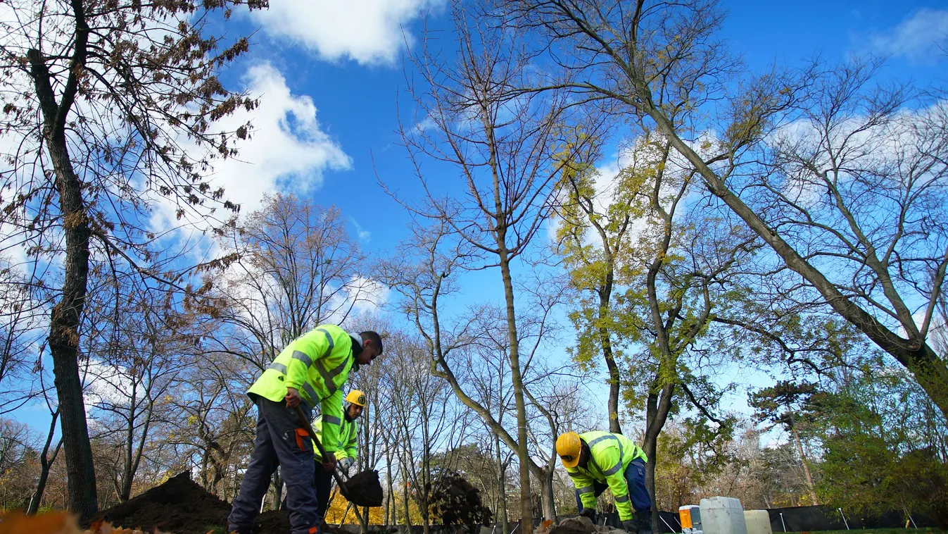 Liget Projekt, 17 új fát ültetnek el a Városligetben 