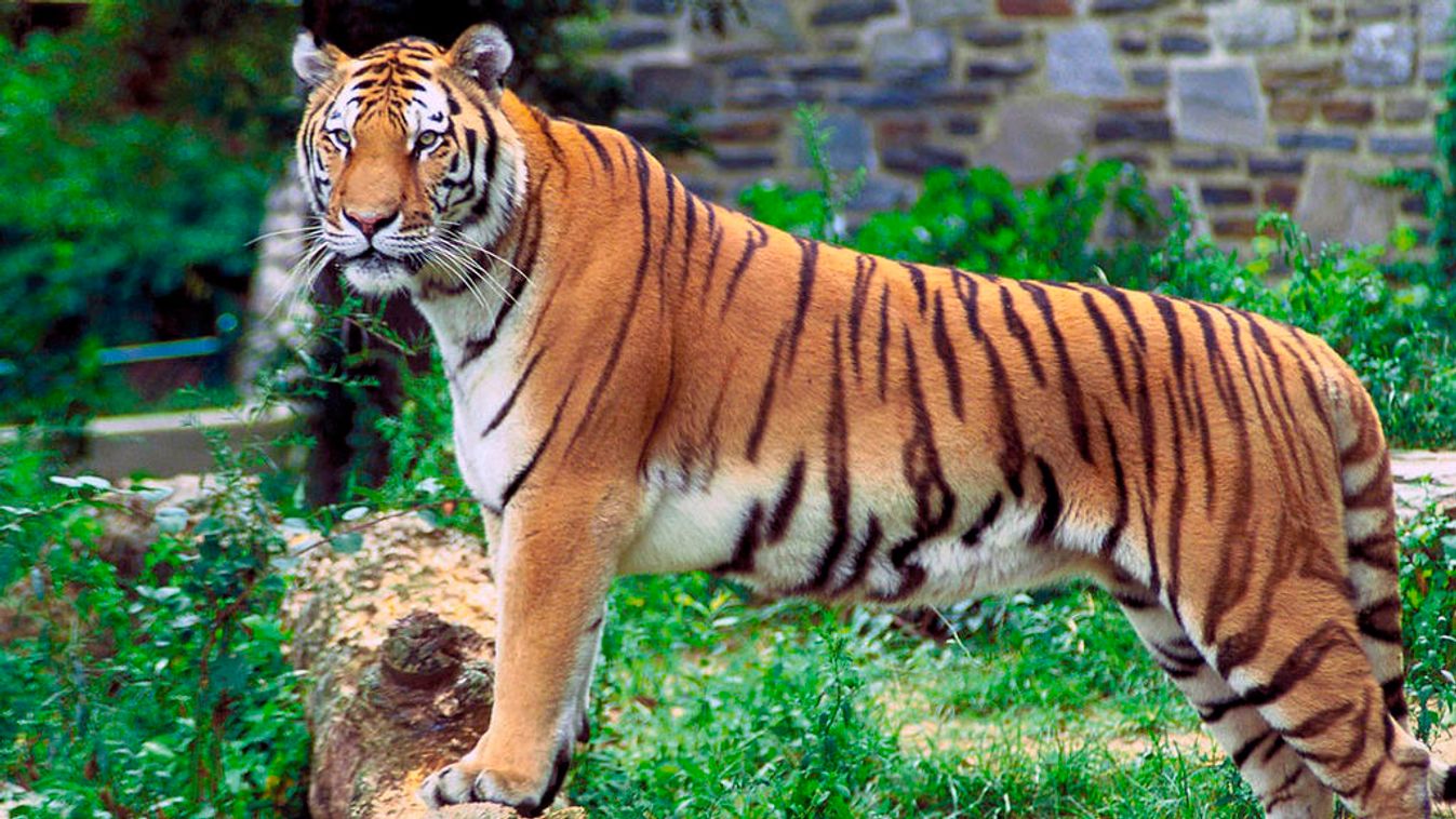 tigris 