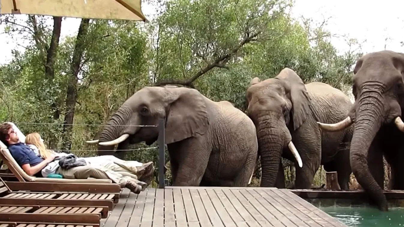 Elefánt Kruger park 