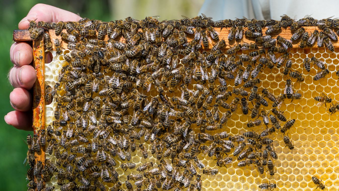 Beekeeper at work Brandenburg BEEKEEPING HONEY brb beekeepers ZB Ibn nature insects business AGRICULTURE bees ENVIRONMENT POLITICS animals
méz 
Íme a legnagyobb mézexportáló országok – galéria 