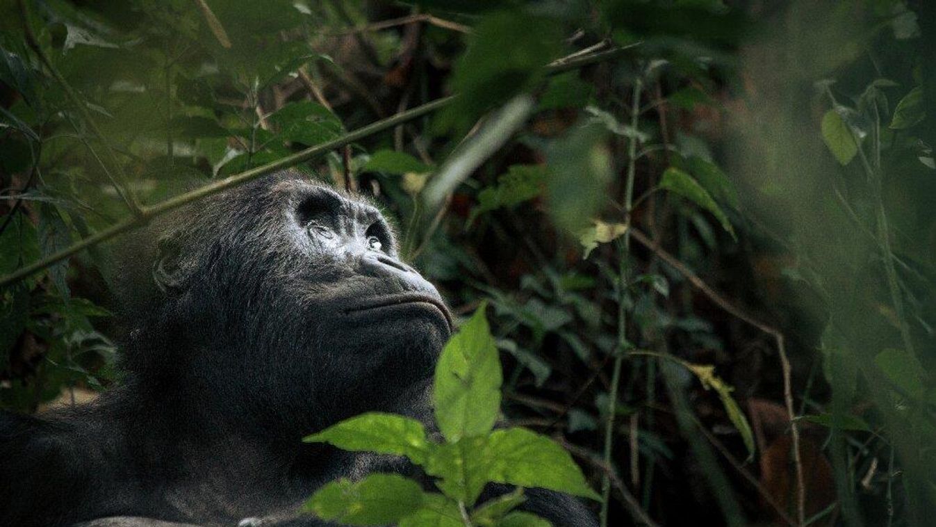 keleti síkvidéki gorilla 