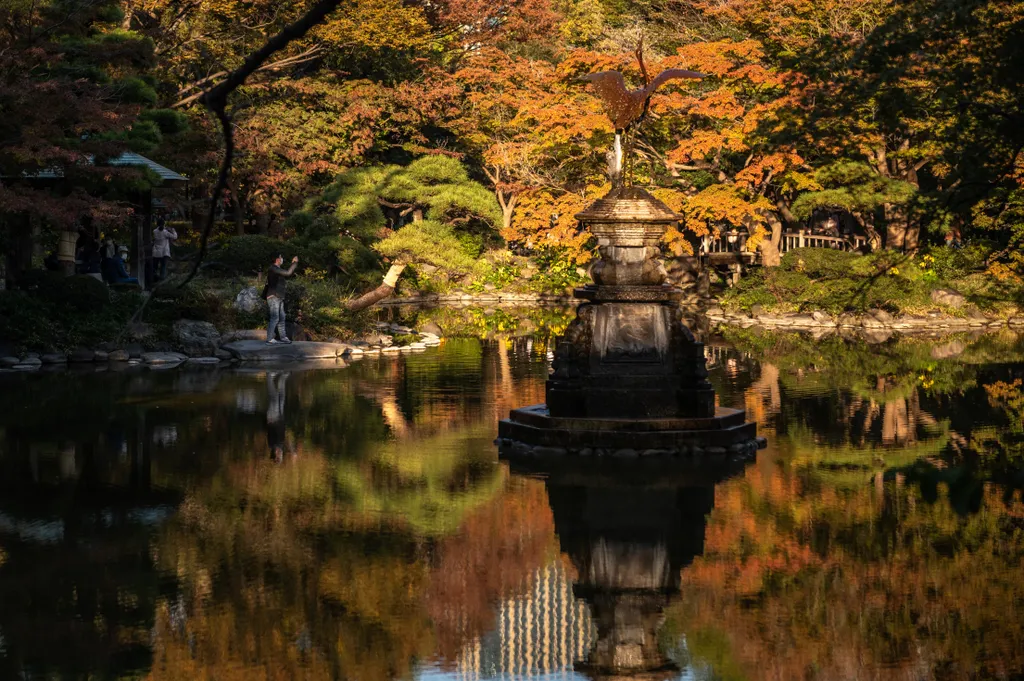 ősz, ginko, időjárás, Tokió, Japán, galéria 