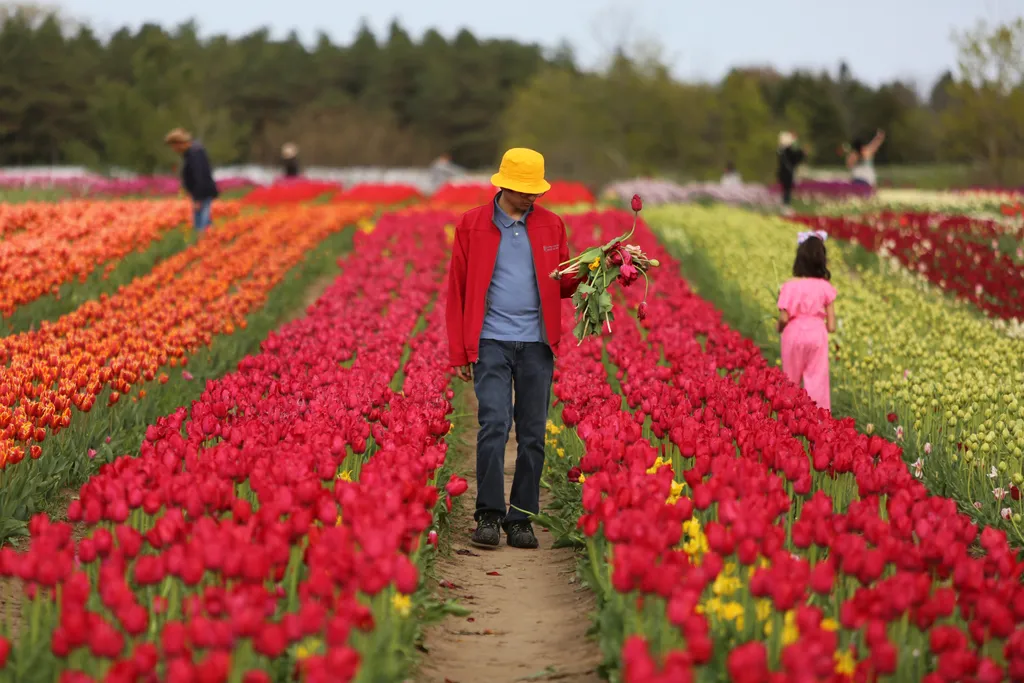 Fenwick Tulip Pick Farm, TASC Tulip Pick Farm, Kanada, virág, farm, virágfarm, tulipánfarm, tulipánszedés, tulipánföld, színek 