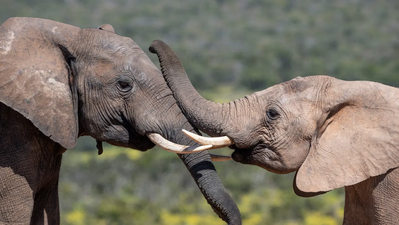 African elephants, Loxodonta africana, Addo elephant national park, Eastern Cape, South Africa travel destination photography colour image outdoors day no people wildlife animal themes animals in the wild travel two animals side állati szerelem 