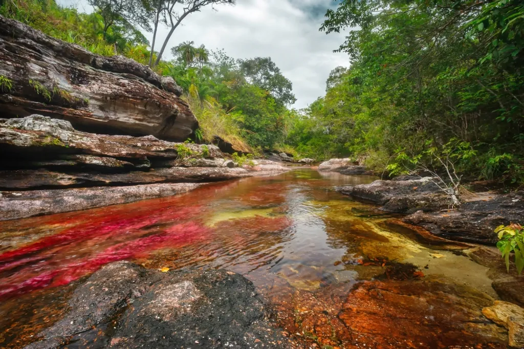 Caño Cristales folyó Kolumbia 