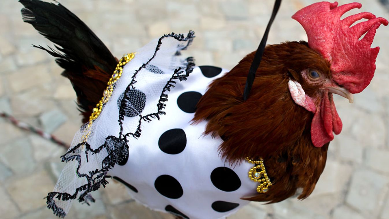 Kakas, madárpénisz, kakas karneváli ruhában Rio de Janeiroban