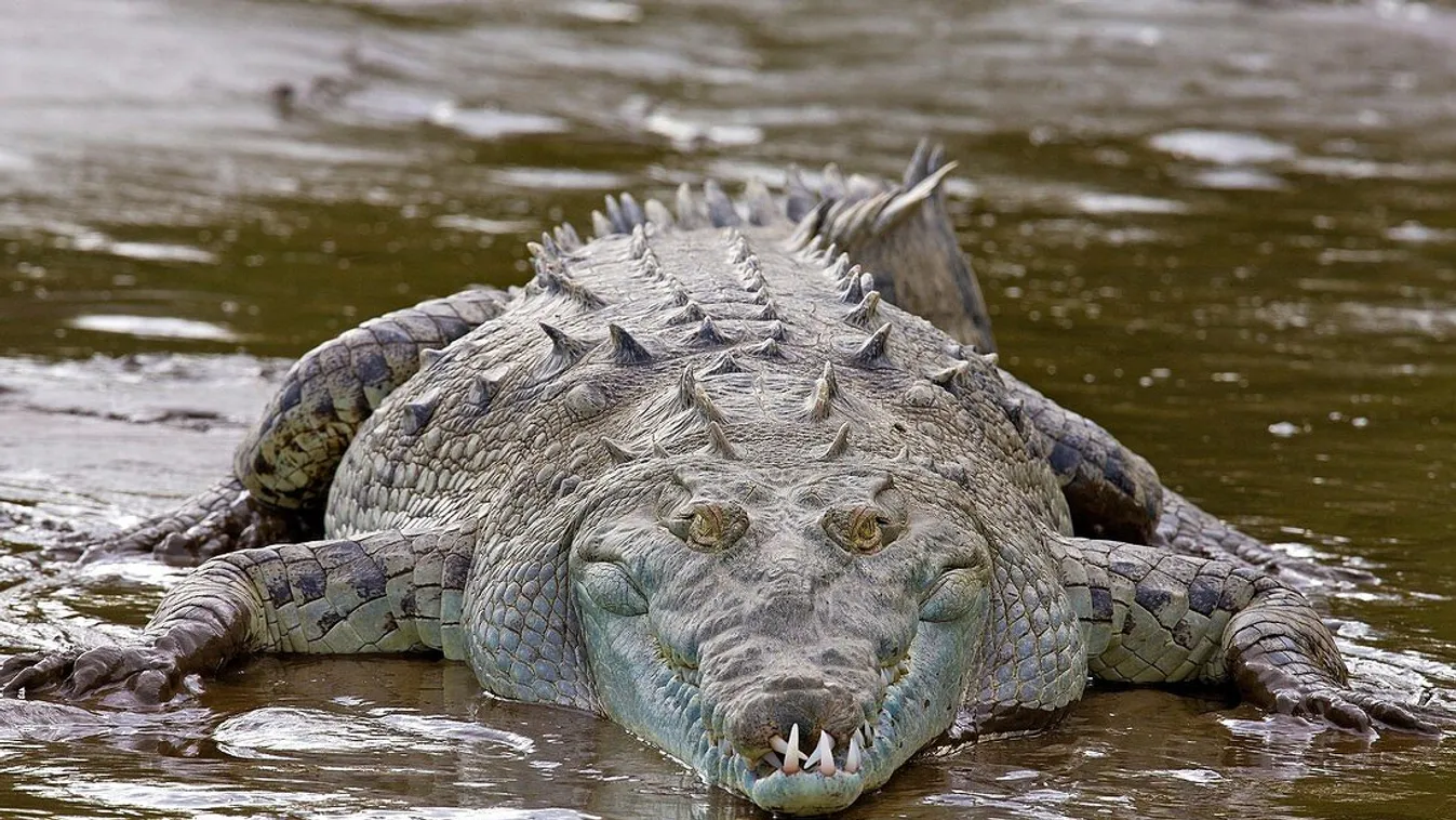 krokodil 