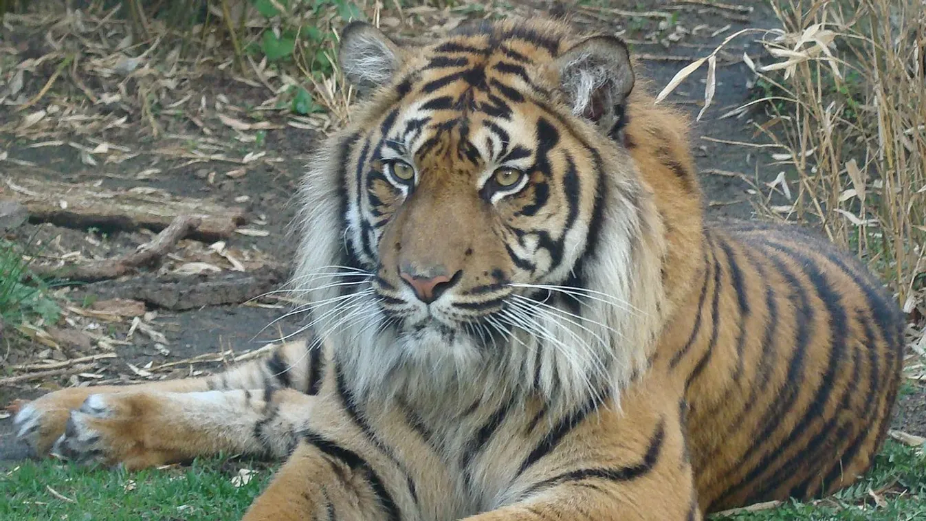 szumátrai tigris 