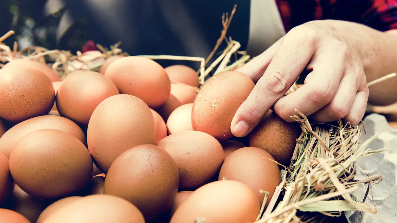 Eltűnhetnek az üzletekből a ketreces tartásból származó tojások 