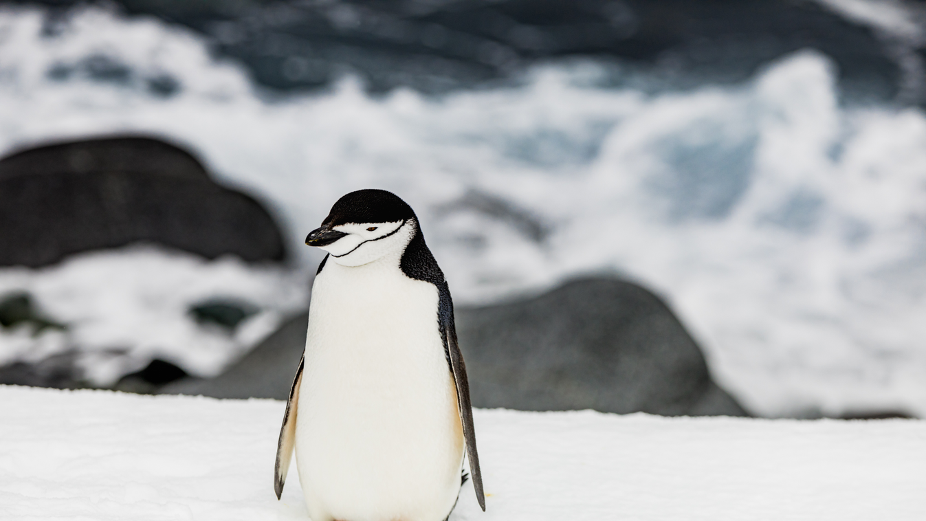 Tavaly egész pingvinpopulációk nem tudtak szaporodni 