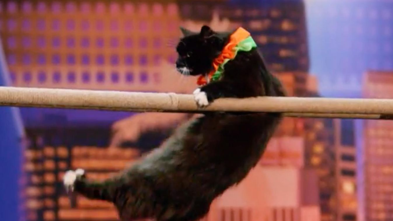 akrobata macska az America's Got Talentben 