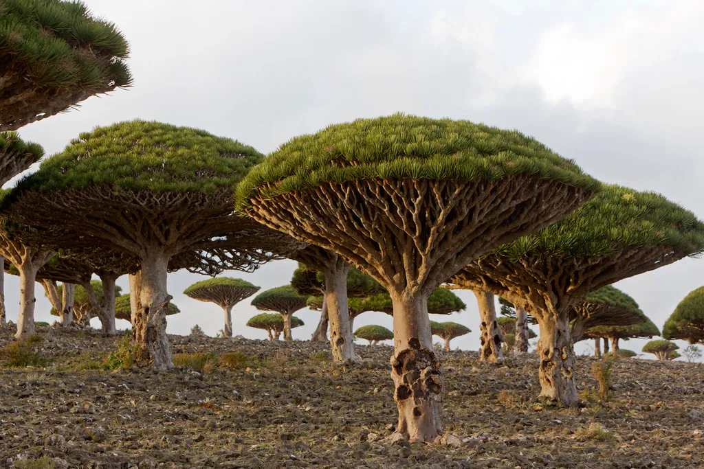 Dragon, Trees, On, Socotra, Island,, Yemen, sárkányvérfa, Szokotra sziget, 