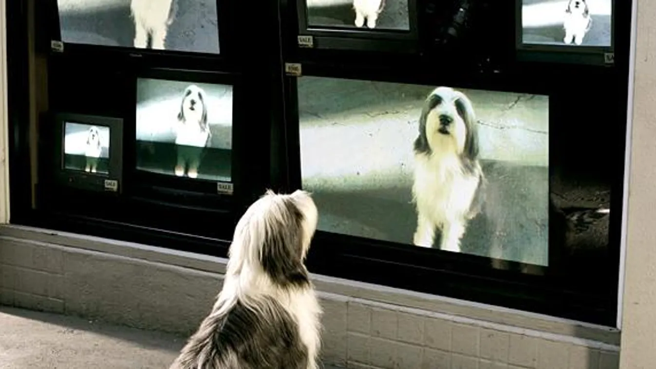 Tévéző kutya, jelenet a Shaggy Dog című amerikai filmből 
