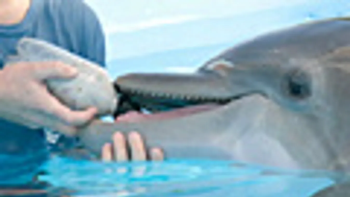 dolphin tale